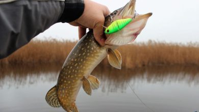 Photo of Ловля рыбы на воблеры и блесны