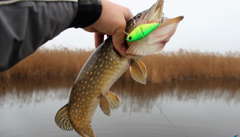 Photo of Ловля рыбы на воблеры и блесны