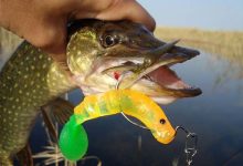 Photo of Топ приманок для рыбалки