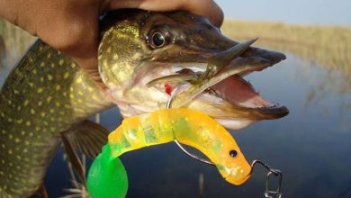 Photo of Топ приманок для рыбалки