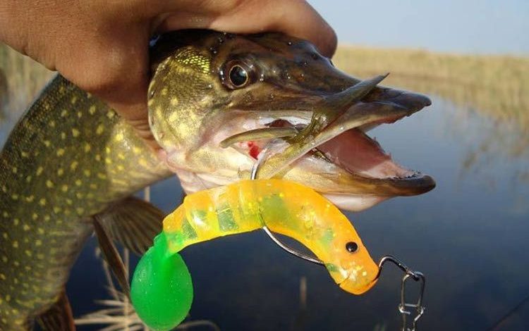 Photo of Топ приманок для рыбалки