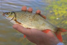 Photo of Оптимальная дозировка рыбацкой прикормки