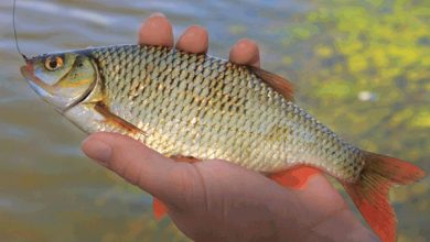 Photo of Оптимальная дозировка рыбацкой прикормки